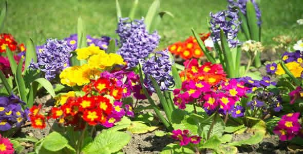 Flores num jardim de varanda