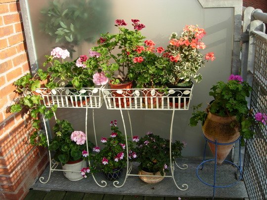 Flores em vasos para a primavera