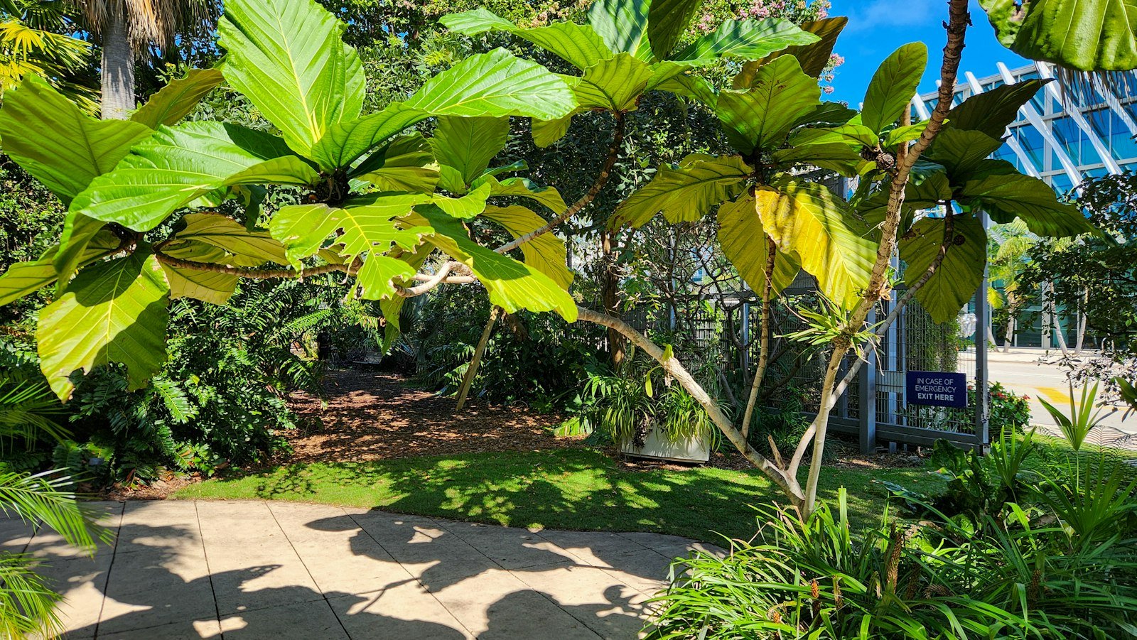 Caminho cercado por árvores e plantas