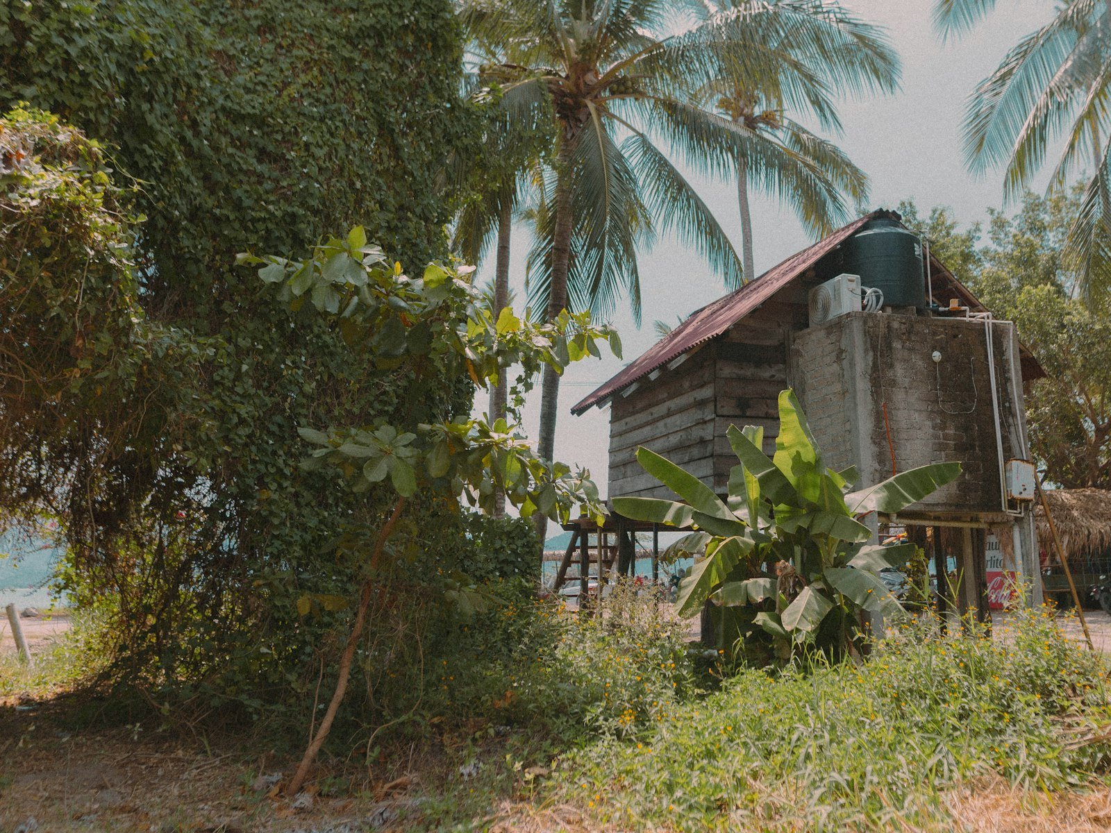 Casa de madeira sobre palafitas entre palmeiras e vegetação